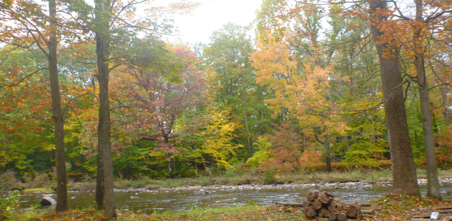 Creek-Pic(Background)