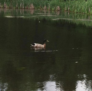 Duck in Lake