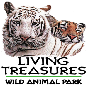Living_Treasures_Tiger